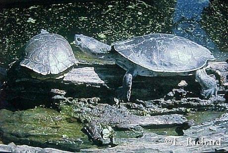 Phrynops hilarii…Tortuga de Laguna…