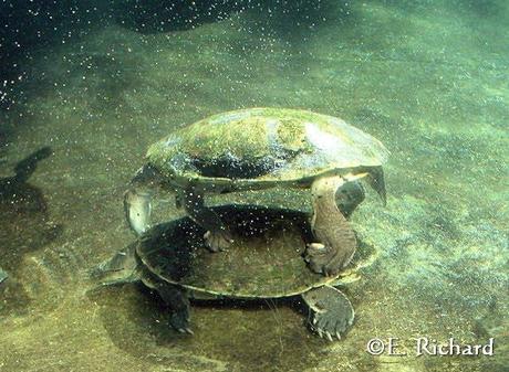 Phrynops hilarii…Tortuga de Laguna…