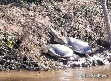Phrynops hilarii…Tortuga de Laguna…