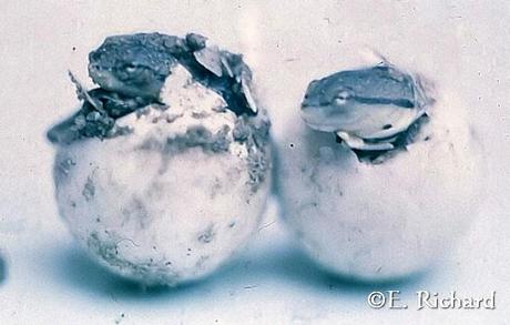 Phrynops hilarii…Tortuga de Laguna…