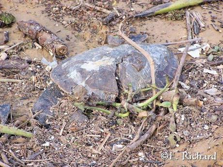 Phrynops hilarii…Tortuga de Laguna…