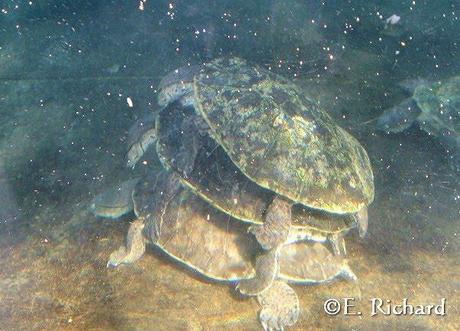 Phrynops hilarii…Tortuga de Laguna…