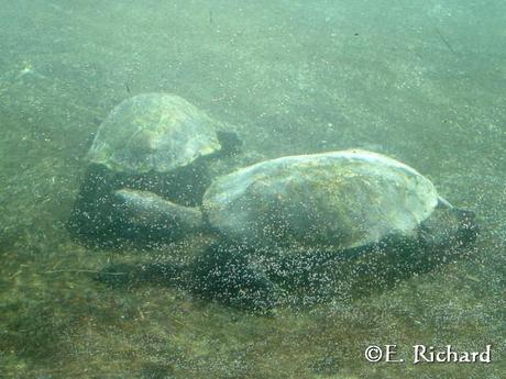 Phrynops hilarii…Tortuga de Laguna…