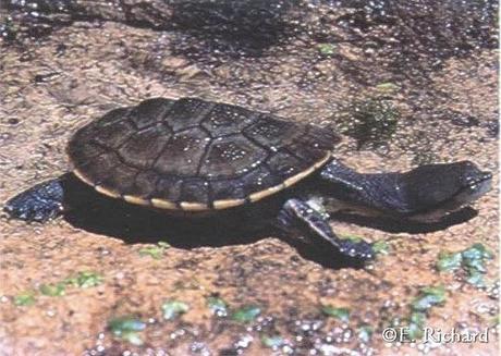 Phrynops hilarii…Tortuga de Laguna…