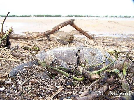 Phrynops hilarii…Tortuga de Laguna…