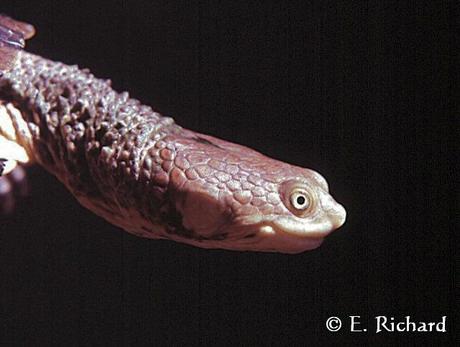 Acanthochelys pallidipectoris... Tortuga de pantano...