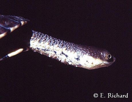 Acanthochelys pallidipectoris... Tortuga de pantano...
