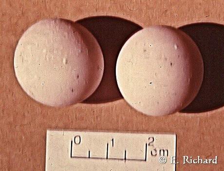 Acanthochelys pallidipectoris... Tortuga de pantano... Acanthochelys pallidipectoris... Tortuga de pantano...