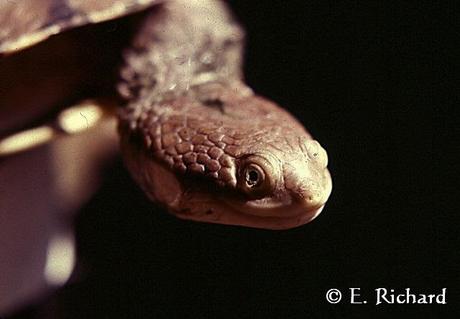 Acanthochelys pallidipectoris... Tortuga de pantano...