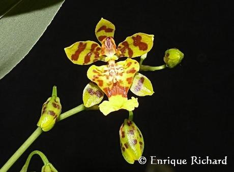 Las orquídeas del jardín de Robert Leroy Parker, Buch Cassidy. Parte I. Oncidium cf bracteatum. Una especie extraordinariamente hermosa de Los Yungas, La Paz, Bolivia…