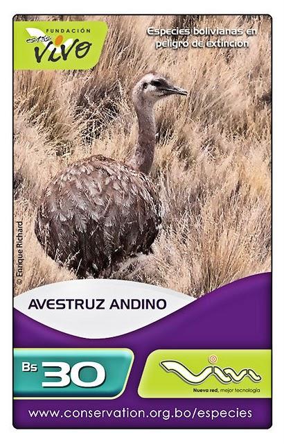 Premio Concurso fotográfico de la Fundación Estás Vivo – GANADOR en la Categoría Rhea pennata garleppi (Ñandú andino)