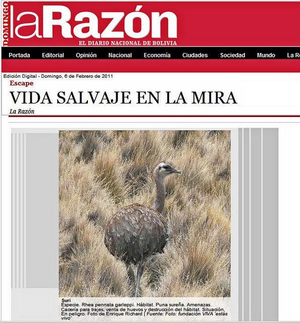 Premio Concurso fotográfico de la Fundación Estás Vivo – GANADOR en la Categoría Rhea pennata garleppi (Ñandú andino)