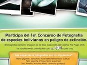 Premio Concurso fotográfico Fundación Estás Vivo GANADOR Categoría Rhea pennata garleppi (Ñandú andino)