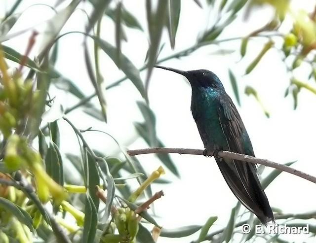 PORTFOLIO: Colibrí coruscans... Lulinchu... Trochilidae