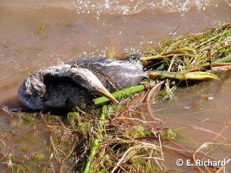 NOTAS: CRÓNICA DE UNA MUERTE ANUNCIADA.I. La keñola del Titikaka: Rollandia microptera (Reptiles [ex Aves]: Podicipediformes).