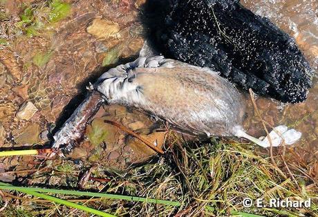 NOTAS: CRÓNICA DE UNA MUERTE ANUNCIADA.I. La keñola del Titikaka: Rollandia microptera (Reptiles [ex Aves]: Podicipediformes).