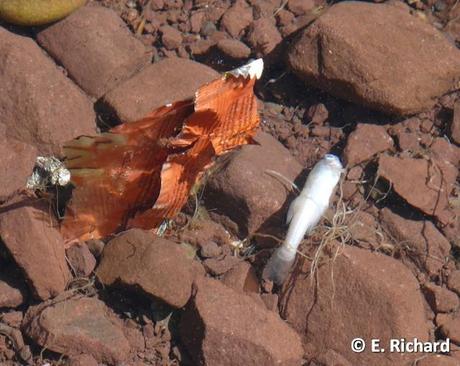 NOTAS: CRÓNICA DE UNA MUERTE ANUNCIADA.I. La keñola del Titikaka: Rollandia microptera (Reptiles [ex Aves]: Podicipediformes).