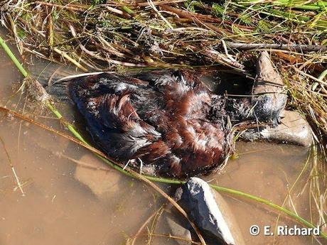 NOTAS: CRÓNICA DE UNA MUERTE ANUNCIADA.I. La keñola del Titikaka: Rollandia microptera (Reptiles [ex Aves]: Podicipediformes).