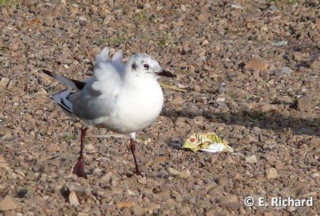 NOTAS: CRÓNICA DE UNA MUERTE ANUNCIADA.I. La keñola del Titikaka: Rollandia microptera (Reptiles [ex Aves]: Podicipediformes).