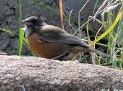 PORTFOLIO: Phrygilus punensis... Chali