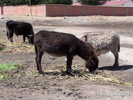 CRÓNICA DE UNA MUERTE ANUNCIADA.III. La maravillosa esponja endémica del Lago Titikaka: Balliviaspongia wirrmanni Boury-Esnault y Volkmer Rivero 1991.