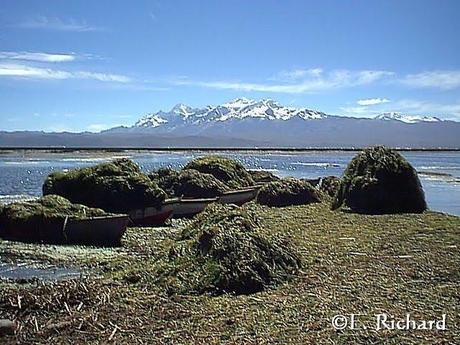 CRÓNICA DE UNA MUERTE ANUNCIADA.IV. El kele, la rana endémica del Lago Titikaka: Telmatobius culeus (Garman 1876) (Amphibia: Telmatobiinae)