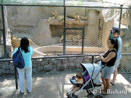 El zoológico… imágenes obsenas...Y mi por demás breve crítica a esta institución…