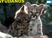 Boicot mundial patagonia argentina...... agoniza puma