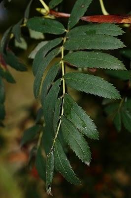 Serbal común, Serbera, Cerollera, Acerolo (Sorbus domestica)