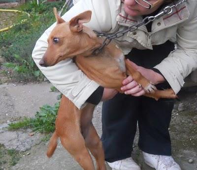 PODENCA EN ADOPCION URGENTE!!!