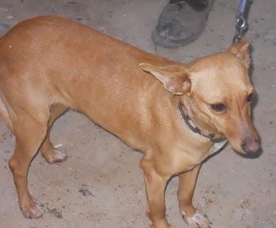 PODENCA EN ADOPCION URGENTE!!!