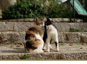 Agosto: gatos