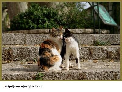 Agosto: el mes de los gatos