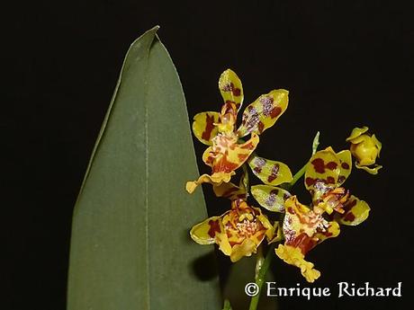 FOTOREPORTAJE ESPECIAL: Las orquídeas del jardín de Robert Leroy Parker, Buch Cassidy. Parte I. Oncidium cf bracteatum. Una especie extraordinariamente hermosa de Los Yungas, La Paz, Bolivia…