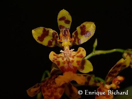 FOTOREPORTAJE ESPECIAL: Las orquídeas del jardín de Robert Leroy Parker, Buch Cassidy. Parte I. Oncidium cf bracteatum. Una especie extraordinariamente hermosa de Los Yungas, La Paz, Bolivia…