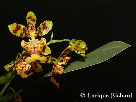 FOTOREPORTAJE ESPECIAL: Las orquídeas del jardín de Robert Leroy Parker, Buch Cassidy. Parte I. Oncidium cf bracteatum. Una especie extraordinariamente hermosa de Los Yungas, La Paz, Bolivia…