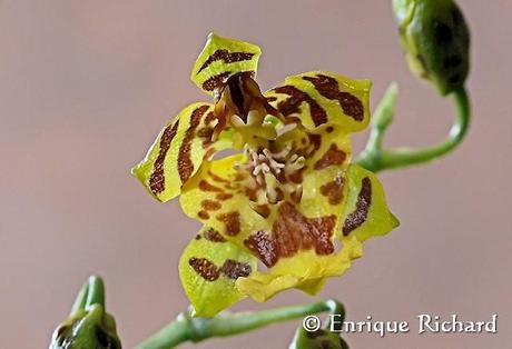 FOTOREPORTAJE ESPECIAL: Las orquídeas del jardín de Robert Leroy Parker, Buch Cassidy. Parte I. Oncidium cf bracteatum. Una especie extraordinariamente hermosa de Los Yungas, La Paz, Bolivia…