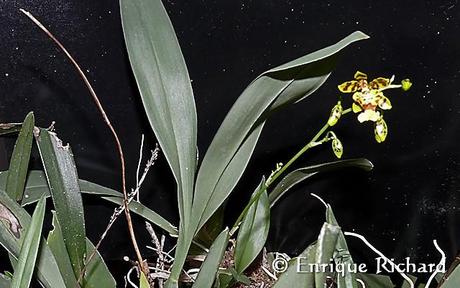 FOTOREPORTAJE ESPECIAL: Las orquídeas del jardín de Robert Leroy Parker, Buch Cassidy. Parte I. Oncidium cf bracteatum. Una especie extraordinariamente hermosa de Los Yungas, La Paz, Bolivia…