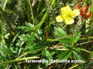 tormentilla Cúrate con las hierbas: la tormentilla