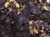 nuevo antitumoral marino puertas hospital