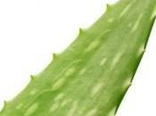 Usos Aloe Vera