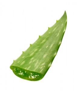 Usos del Aloe Vera