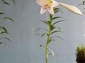 Absolutamente colgados plantas