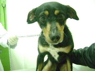 Tambo, super cariñoso, le pegaban unos niñatos en un pueblo.