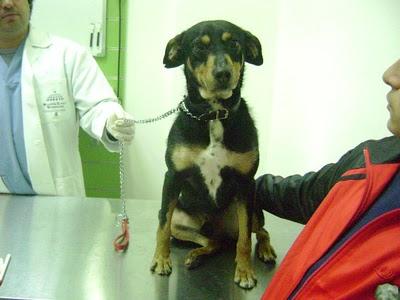 Tambo, super cariñoso, le pegaban unos niñatos en un pueblo.