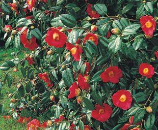 http://www.about-garden.com/images_data/5350-camellia-x-williamsii-saint-ewe-kamelie.jpg