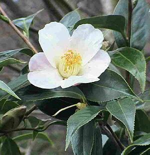 http://elizabethandoh.files.wordpress.com/2009/04/camellia-sinensis-tea-plant.jpg