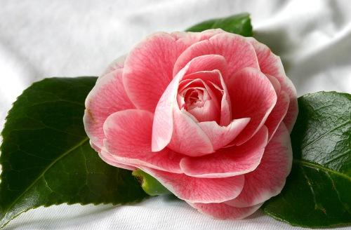 http://sobrefotos.com/wp-content/uploads/2008/08/camelia-traviata.jpg