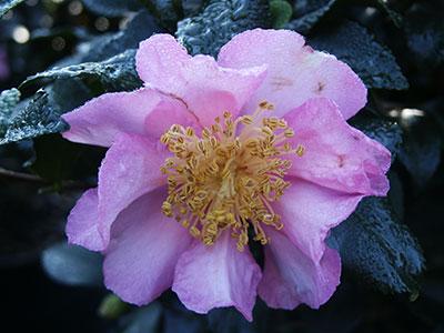 http://www.pendernursery.com/Images/Camellia-sasanqua-%27Cleopatr.jpg