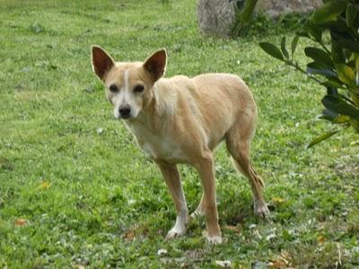 Suri podenca que lleva 4 meses en la calle.Ponteareas